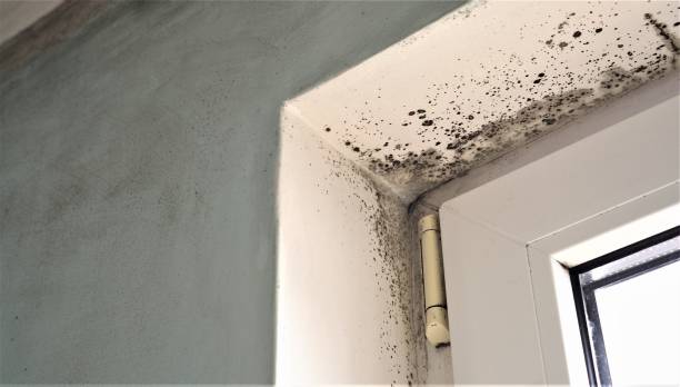 Best HVAC Mold Inspection and Cleaning  in Reno, TX