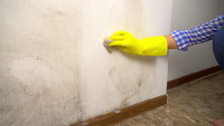 Trusted Reno, TX Mold Removal Experts