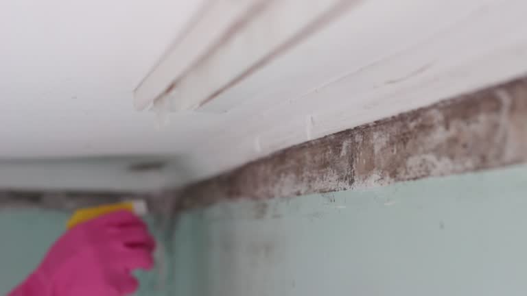 Best Residential Mold Inspection & Testing  in Reno, TX