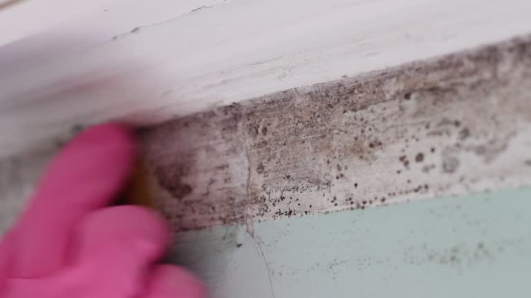 Biohazard Mold Removal in Reno, TX